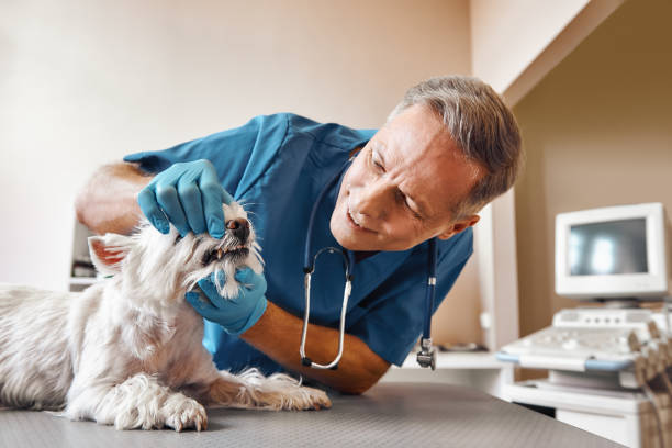 Best Emergency Dental Care for Sports Injuries in Greentree, NJ